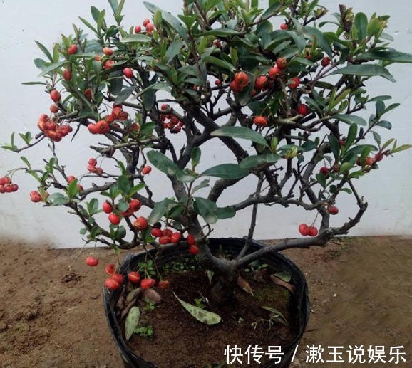 花卉|客厅养花,不如养几盆“金色的花”,既好看,又显得“高大上”