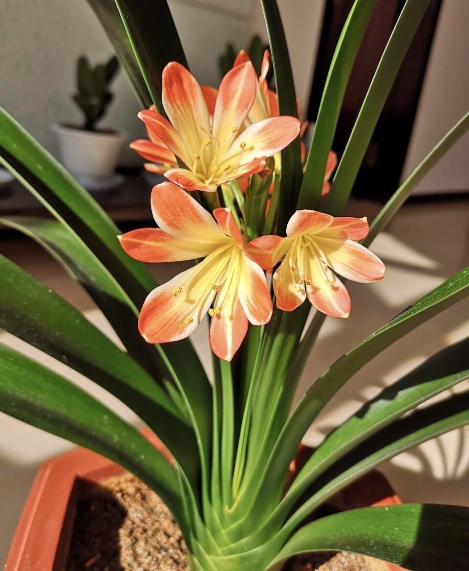 无论南方北方，养花选“1种”壳，基质疏松肥沃，轻松长爆盆