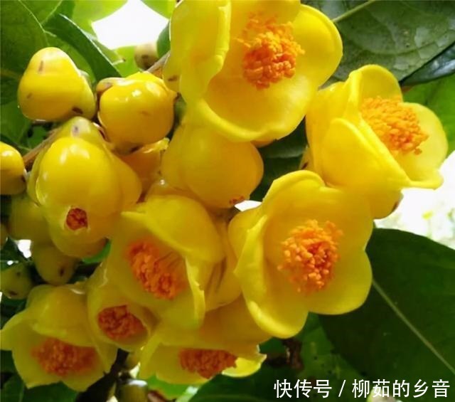 金花茶|此花的价值极高,营养丰富,花色艳丽,浓香四溢,即漂亮又好养!