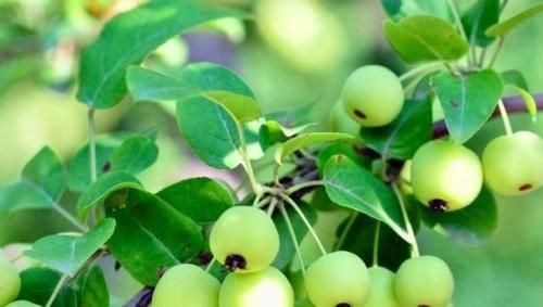 秋天|中年人养生,秋天必备好食物,杀菌强身,抵抗病毒感染,肌肤细腻