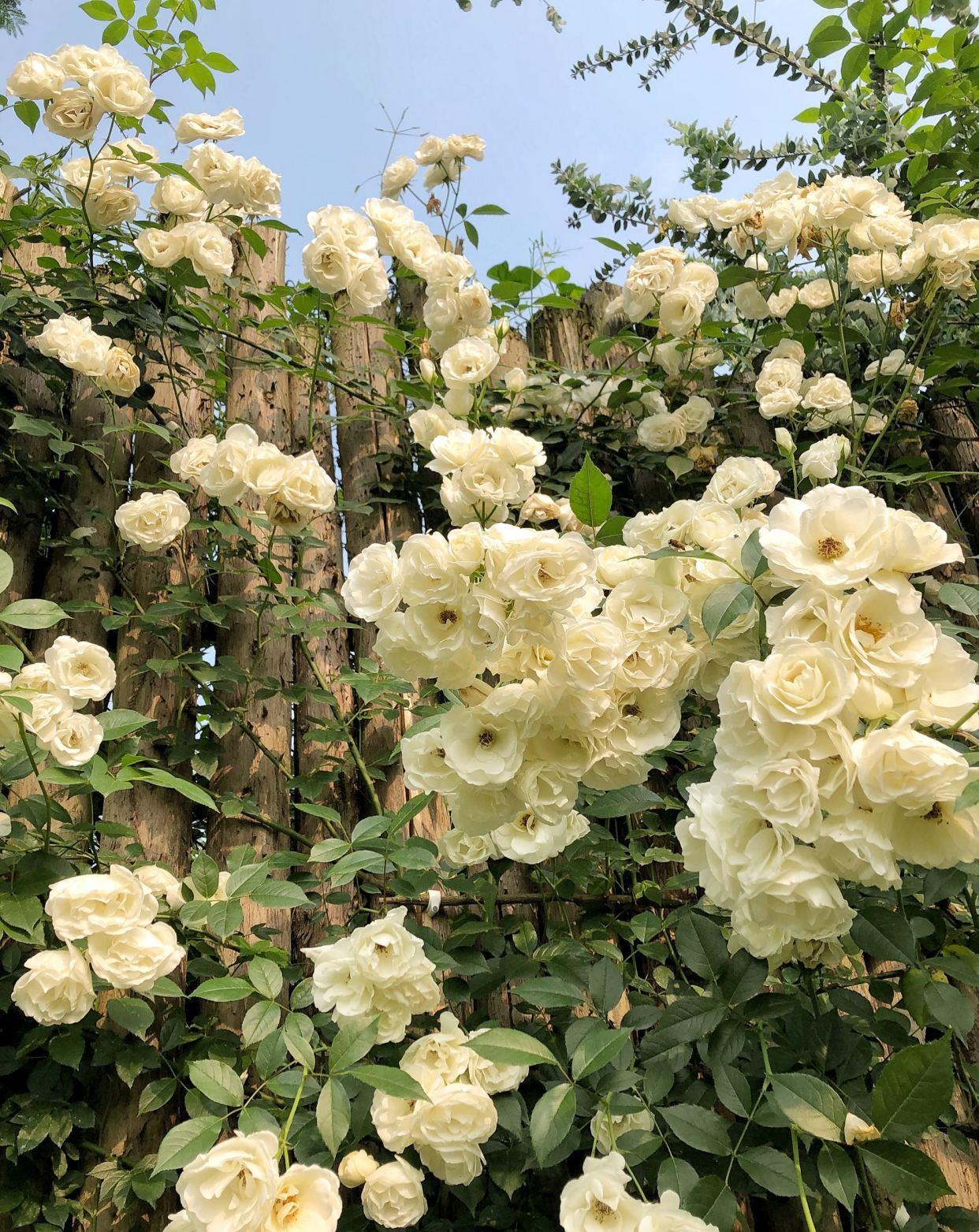 月季花|阳台也能养的藤本月季,丰花勤花,能给你一面美丽花墙