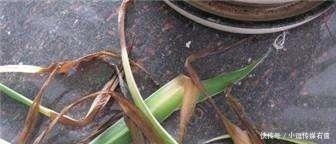 绿萝、富贵竹叶子发黄?听内行人说才晓得,是放错了位置