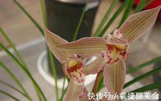 入夏|兰花土加“一料”，安全度夏不烂根，猛窜笋芽，独苗变群兰老桩！