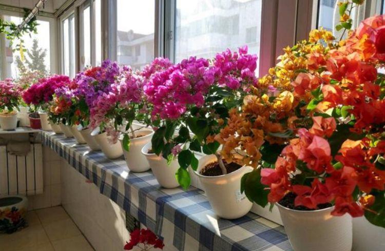 家里|此4种花号称开花机器,全年开花,养护简单,摆在家里超美的