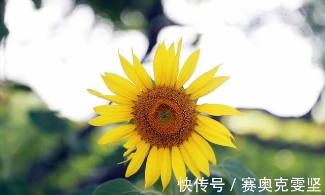 向阳|热浪滚滚 向阳而生 申城向日葵花海上线啦