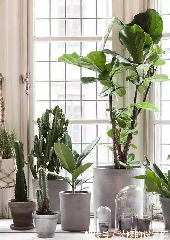 净化|5种植物养在家中，不仅净化空气还能促进睡眠呢