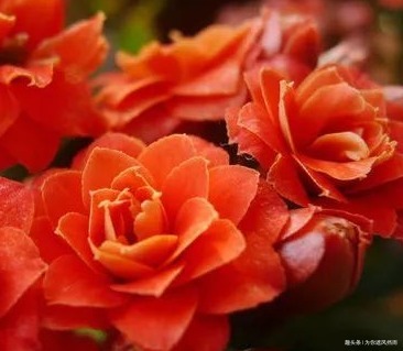 家养长寿花总是难开花归根结底是你没找对技巧，这样做就对了