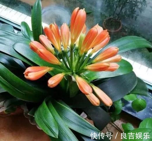 想要君子兰快速开花?教你3招,学会了叶片油亮,绽放层叠群花