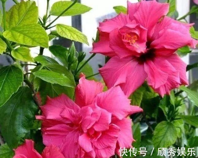 茑萝茑萝|好养易爆盆的几种花卉,不怕冷不怕热,开花漂亮花期长