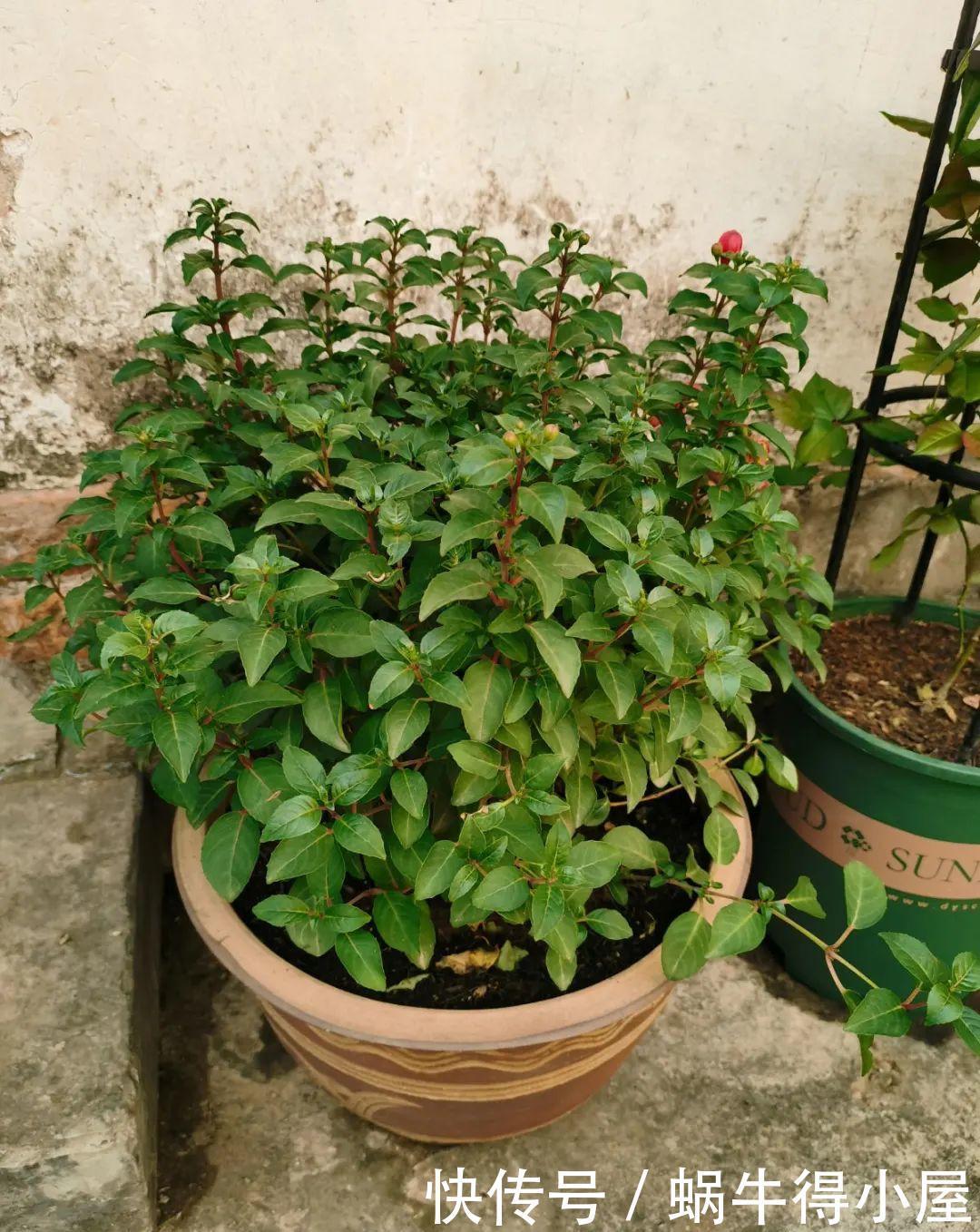 牡丹|这现在不能换盆的花,土一松就没命,白养大半年