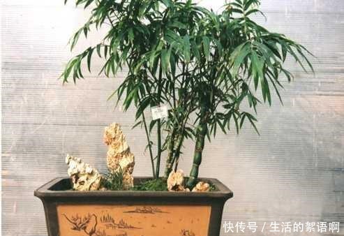 5种盆栽竹,最适合家里养,快看你家有没有!