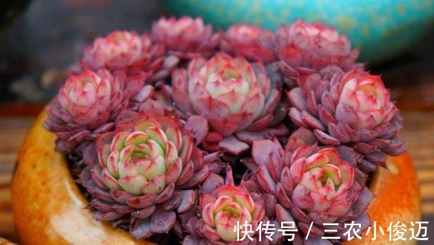 多肉植物|新买的多肉这么养, 不发软不变黄, 长得胖乎乎的