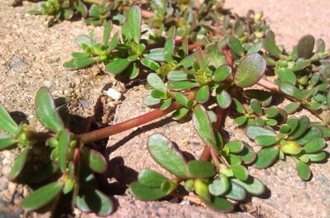 马齿苋|有了白头发不要烦!马齿苋加一宝,白发变黑发,半月后还有大发现