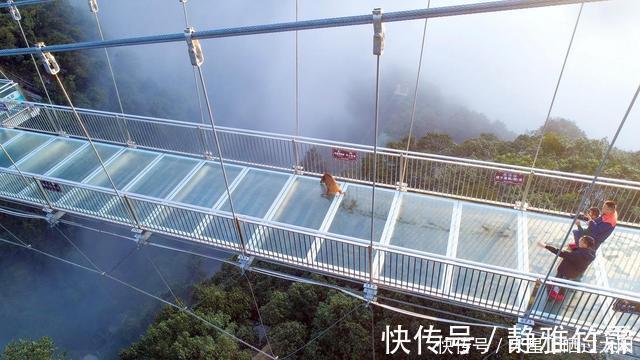 |野猪误入玻璃桥,从没见过这么搞笑的猪,网友:魔鬼的步伐