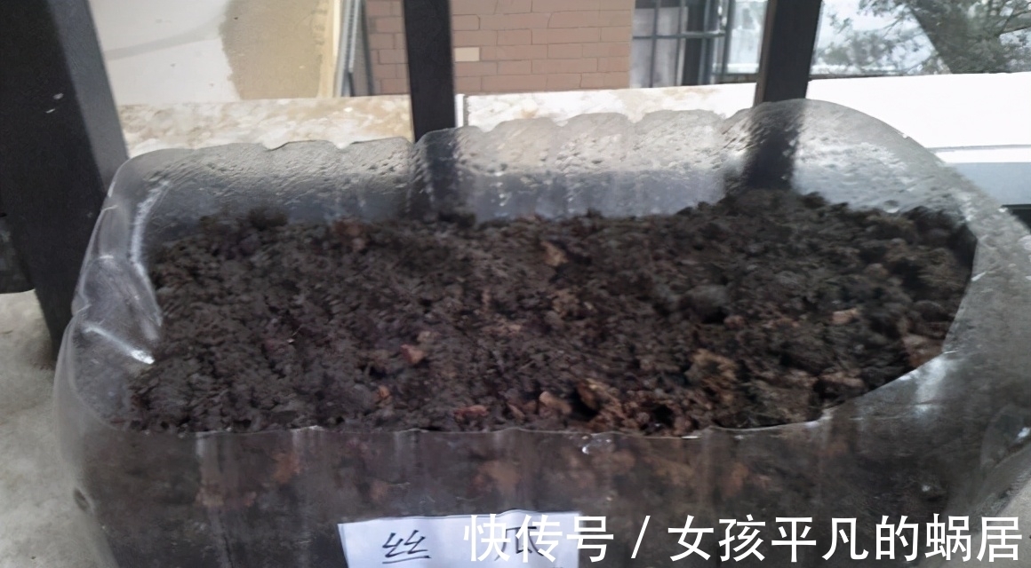 厨房里的油桶一个一个洗刷干净,拿来养花,省钱又好用