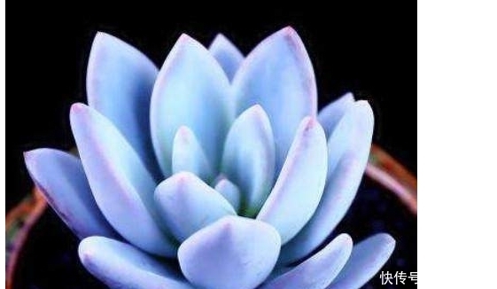 这些是我见过最好看的蓝色多肉植物 个个颜值爆表 真是太迷人了 粉紫色 这些是我见过最好看的蓝色多肉植物 个个颜值爆表 真是太迷人了 粉紫色
