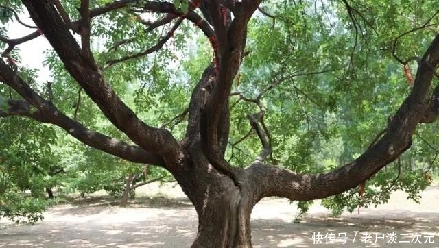 提纪|中国仙话全史(三)从五龙纪到因提纪,消失的一百九十万年的历史