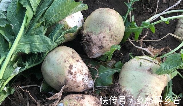 很多人扔掉的这菜叶子，其实是个宝，晒干存起来，能吃一冬天！