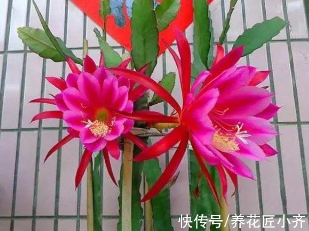 9种“巨花”植物,开花堪比“脸盘”,美得很独特,美得很霸气