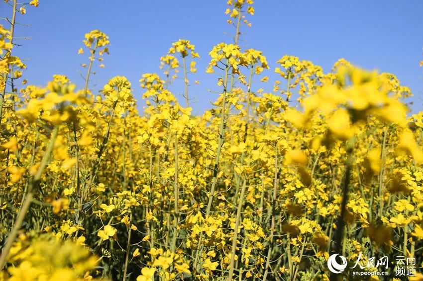 【高清组图】云南楚雄 油菜花开