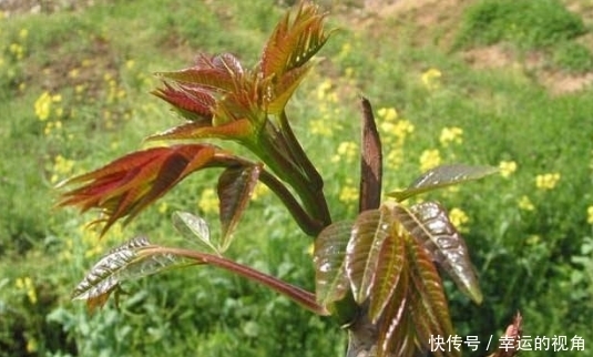 野菜|农村这些山珍级的野菜,抗菌消炎,健脾和中,全家都要多吃