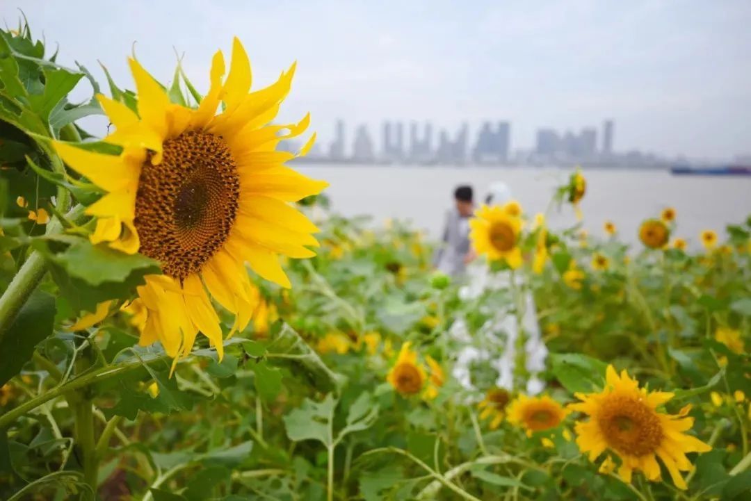 油画|画面极度舒适！武昌秋季限定美景已上线