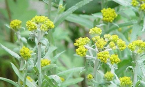 人到中年，適合常吃以下以下食物，滋肝排毒，改善體質，早吃早好