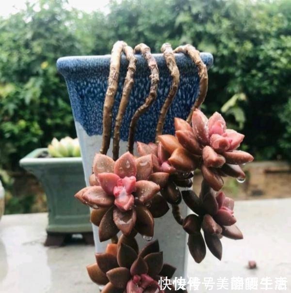 普货|她养多肉,专选“大普货”,养成独特“怪老桩”,大家都夸赞!