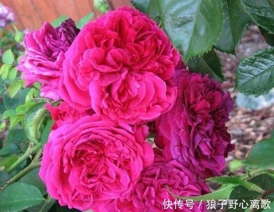 院子|这花很好看，院子阳台都能养，2年长一片，见的人都拍照发朋友圈！