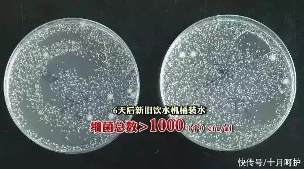 家用电器|家里细菌最多的竟是饮水机，感染家庭后悔知道太晚