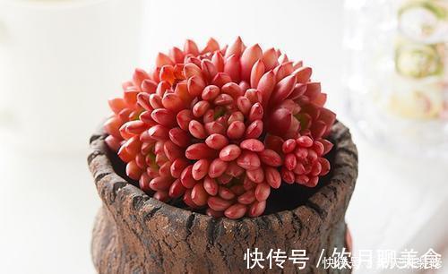 美美的多肉红宝石,颜色鲜红长成手捧花,原来是这样养出来的