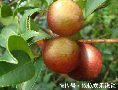 胰岛素|藏在农村的糖尿病“救星”一年只采摘一次，堪称天然“胰岛素”！