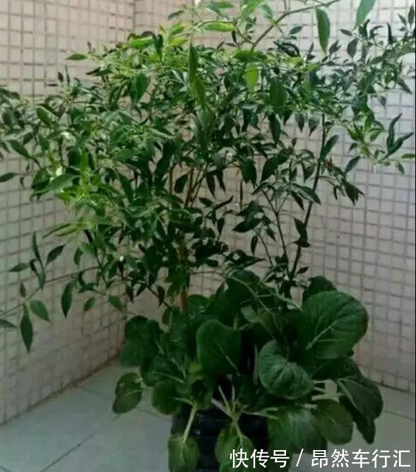小菜园|养花技巧:一个油桶胜过两花盆,种菜养花好用又省钱!