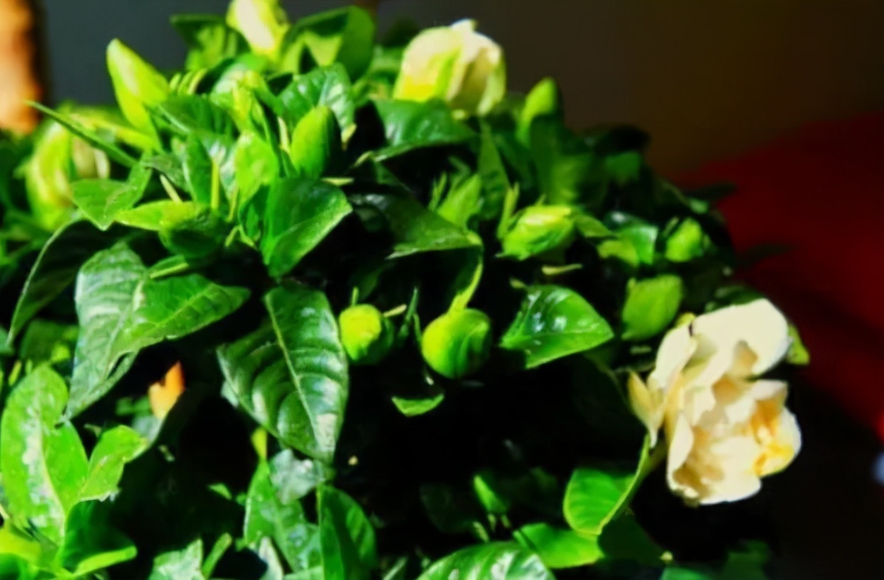 根系|养花记住6句“浇水口诀”，新手最适用，再也不会干根烂根了