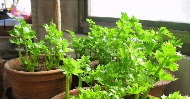 水里|厨房5种“再生菜”,菜头别扔,插水里变盆景,长得飞快,再炒菜
