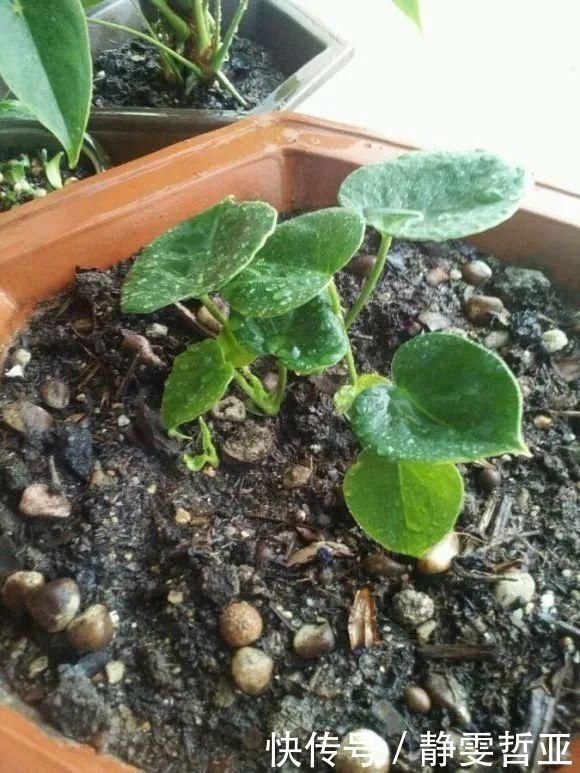 虎皮兰,红掌,吊兰养成老桩，变成大树，真壮观