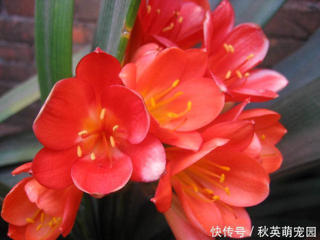 君子兰开花不易,“花箭”还卡住了,其实用2招就能解决