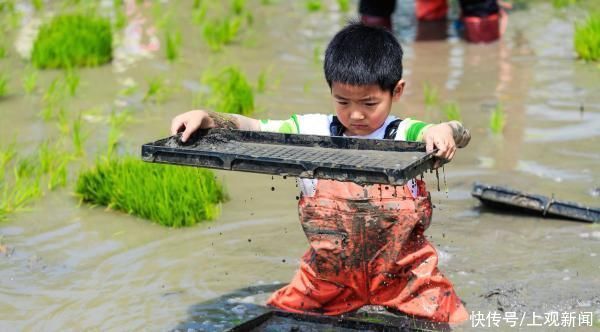 稻田|亲子下地插秧、田间搭灶做饭,还能在稻田里蛙泳……泥娃娃们,带着爸妈冲鸭