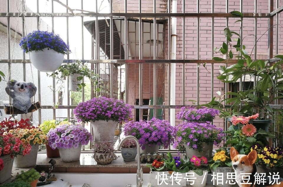 养花很简单,看懂4个“信号”,就知道怎么养好了