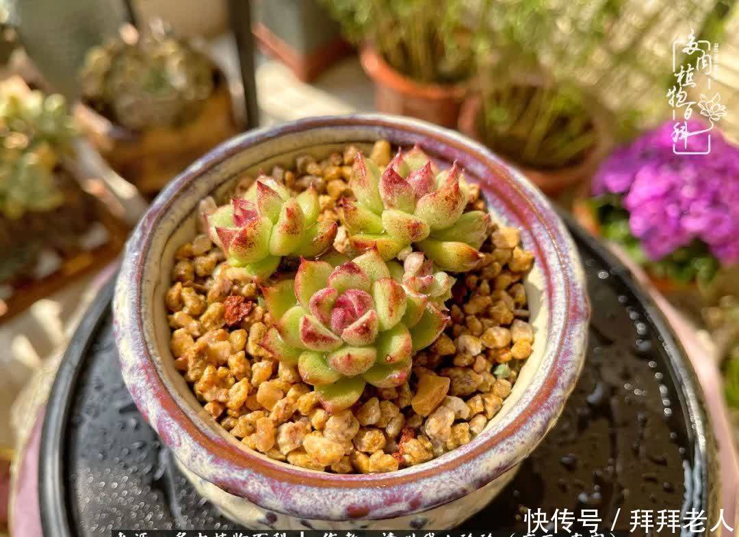 多肉与我，不负时光韶华！