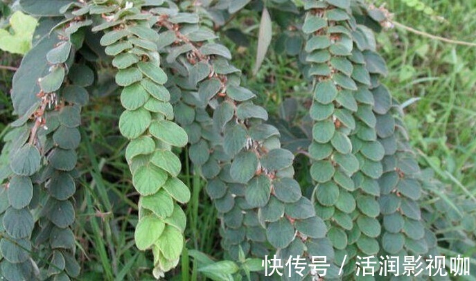 野草|山上一种野草,人称“钱串草”,晒干泡酒是一绝