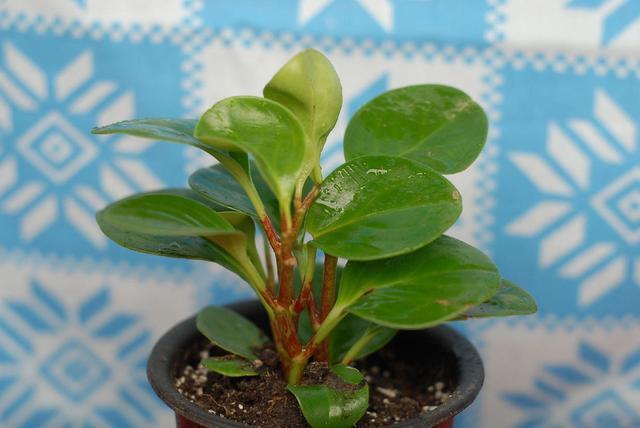 这花称为“电脑杀手”,桌边放几盆减少辐射,养得肉嘟嘟更具生机