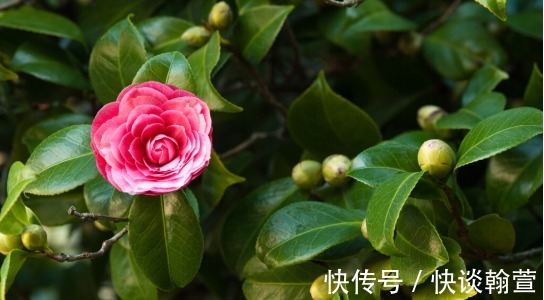 花苞|还在为茶花没开出花苞一事而苦恼?跟着我做这三步,马上变花枝