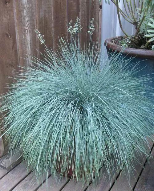 太美了这些草比花还漂亮,第一种就迷倒很多人