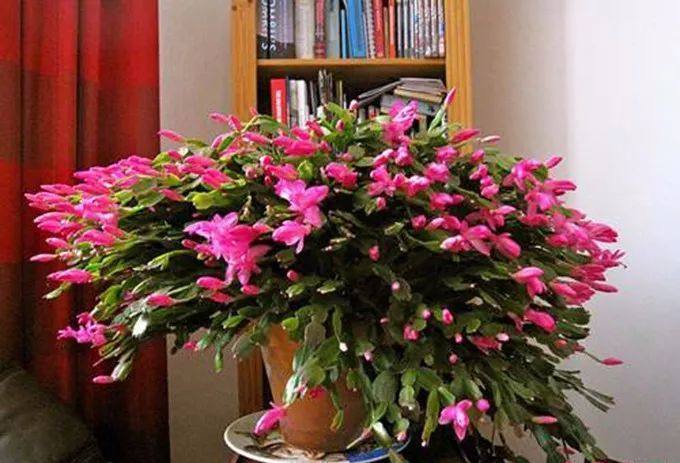 嫁接蟹爪兰，没有砧木怎么办，这样扦插三棱箭，一棵砧木变一百棵