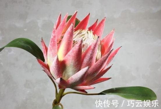 家养“帝王花”,呼呼“一巴掌”,花瓣大又艳,满盆红彤彤