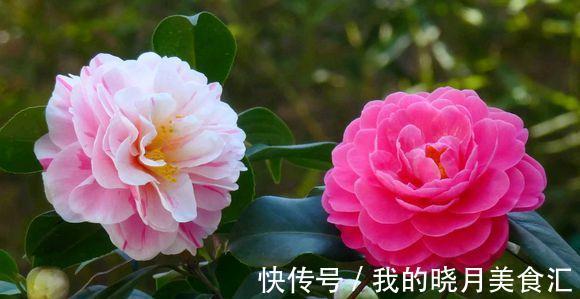 农历9月24日霜降后，养什么花？以下3种花，红红火火招财纳福