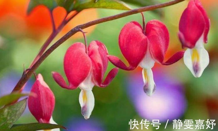 麒麟花|4种花寓意吉祥人人爱,养了就爆盆,好养易活开花漂亮