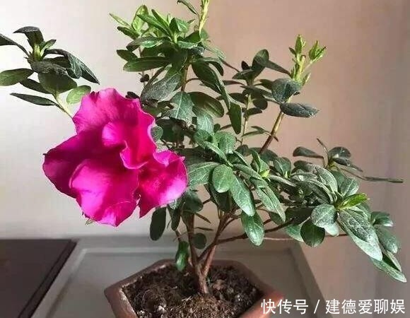  盆栽杜鹃花|冬季养杜鹃花，记住一点小细节，它会长得更茂盛，花苞多繁花似锦