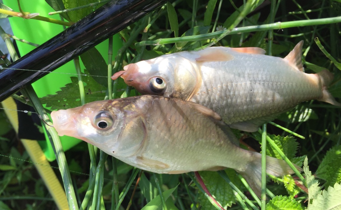 钓鲫鱼不能补窝，一补窝就停口你用错了方法，想不停口都难